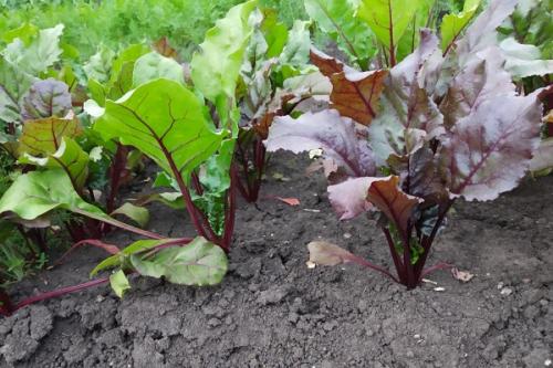 Как влияет климат Урала на выбор сортов свеклы для хранения. Лучшие сорта свеклы для открытого грунта