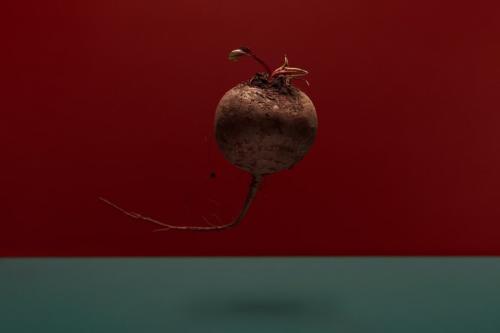 Как правильно хранить свеклу, чтобы она сохраняла свои качества долгое время. Как правильно хранить продукцию