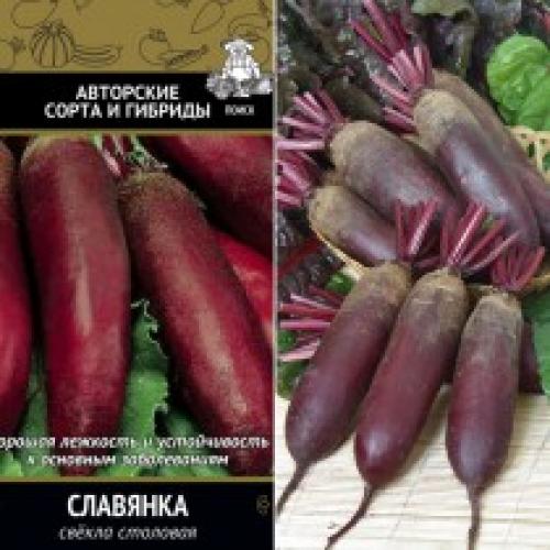 В чем отличие сортов свеклы для хранения от других. Лучшие сорта свёклы от Агрохолдинга «Поиск»