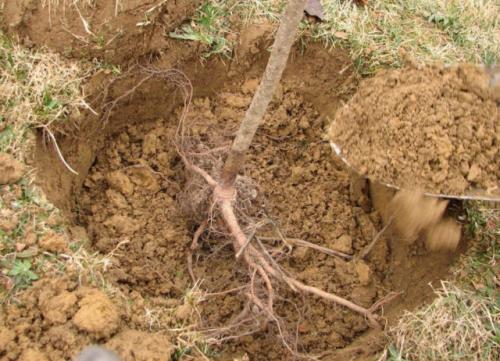 Как правильно посадить грушу на даче. Посадка груши: весна или осень?