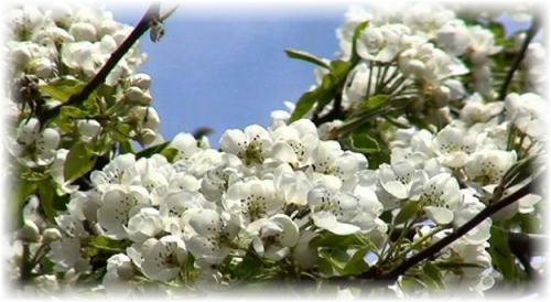 Правила посадки груши весной и осенью. Особенности посадки осенью и весной