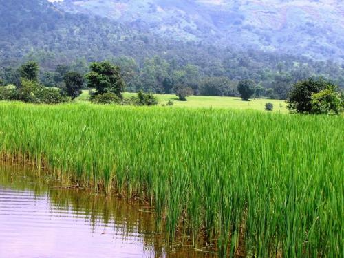 Сорта краснодарского риса. Вы этого не знали о Краснодарском рисе