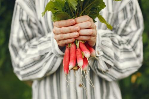 Как правильно сажать и ухаживать за свеклой на Урале. Оптимальное время посадки свеклы на Урале