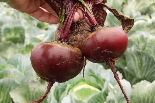 Какие из 25 лучших сортов свеклы самые сладкие. ТОП-12 самых сладких сортов свёклы
