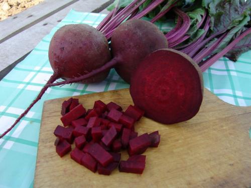 Какие сорта свеклы самые быстрорастущие. Три лучших сорта свеклы для посадки в 2025 году