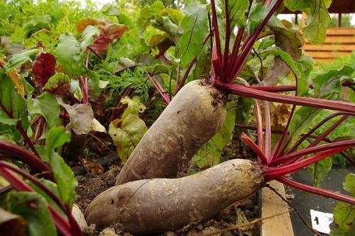 Какие из 25 лучших сортов свеклы самые сладкие. ТОП-12 самых сладких сортов свёклы