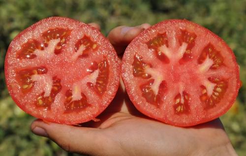 Чем хорош сорт томатов. Лучшие сорта томатов на 2023 год: характеристики, описание и фото