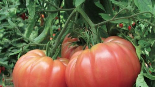 Мясистые сорта томатов для открытого грунта. Все о крупных томатах для открытого грунта
