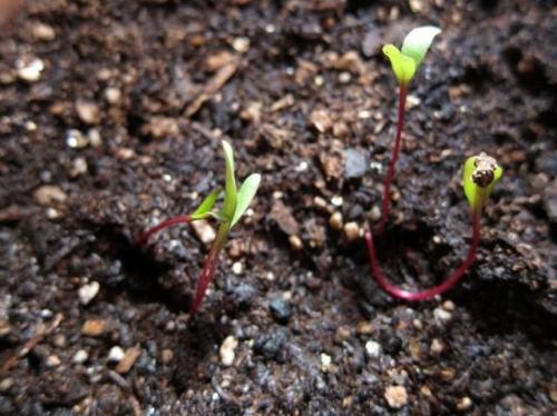 Какие сорта свеклы лучше всего подходят для выращивания в домашних условиях. Выбор семян свёклы для посева