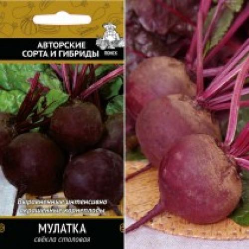 Какие сорта свеклы считаются самыми вкусными для приготовления салатов. Лучшие сорта свёклы от Агрохолдинга «Поиск»