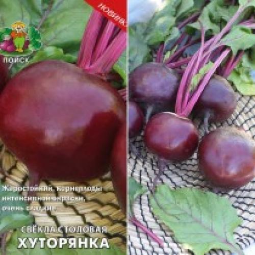 Какие сорта свеклы считаются самыми вкусными для приготовления салатов. Лучшие сорта свёклы от Агрохолдинга «Поиск»