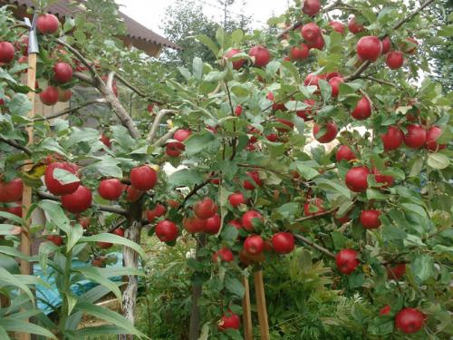 Уход за грушей осенью. Как ухаживать за грушей осенью, чтобы подготовить к зиме 05