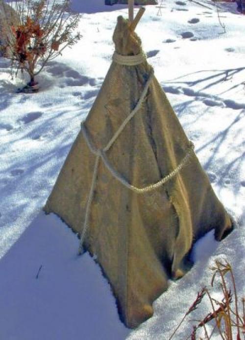 Уход за грушей осенью. Как ухаживать за грушей осенью, чтобы подготовить к зиме 03 Уход за грушей осенью. Как ухаживать за грушей осенью, чтобы подготовить к зиме 03