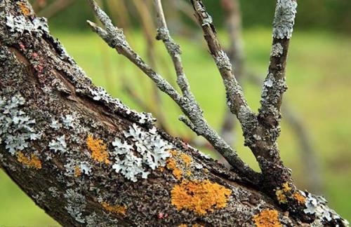 Уход за грушей осенью. Как ухаживать за грушей осенью, чтобы подготовить к зиме