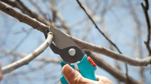 Уход за вишней осенью. Что должен включать уход за вишней осенью: руководство от опытных садоводов