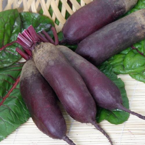 Какие сорта свеклы будут самыми популярными в 2025 году и почему. Три лучших сорта свеклы для посадки в 2025 году