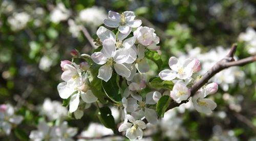 Как я ухаживаю за грушами осенью. Основные этапы ухода за грушами осенью 03