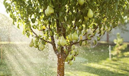 Как ухаживать за грушей летом. Агротехника и условия выращивания