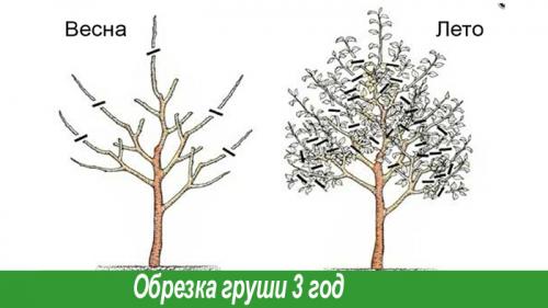 Как я ухаживаю за грушами осенью. Основные этапы ухода за грушами осенью 10