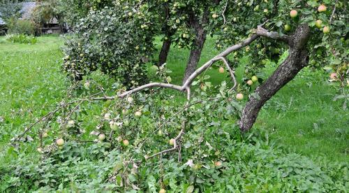 Как я ухаживаю за грушами осенью. Основные этапы ухода за грушами осенью 06