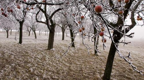 Как я ухаживаю за грушами осенью. Основные этапы ухода за грушами осенью 07