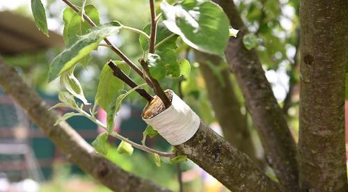 Как я ухаживаю за грушами осенью. Основные этапы ухода за грушами осенью 04