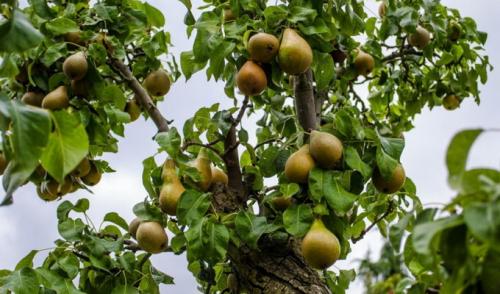 Как ухаживать за грушей летом. Агротехника и условия выращивания