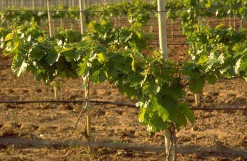 Как размножить виноград Изабелла. Описание и размножение винограда сорта Изабелла, посадка и уход