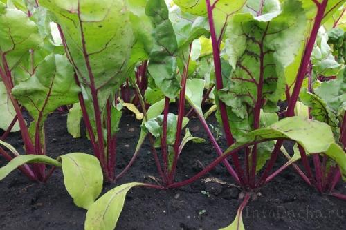 Почему именно эти сорта свеклы рекомендуют для выращивания на Урале. Лучшие сорта свеклы для открытого грунта