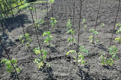 Какие рекомендации по соседству свеклы с другими культурами на Урале. Совместные посадки: соседи для свеклы на грядке