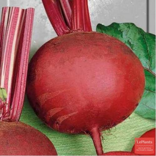 Сорта свеклы которые садят на Урале. Популярные сорта свеклы столовой для средней полосы