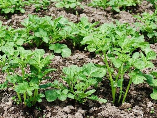 Какие рекомендации по соседству свеклы с другими культурами на Урале. Совместные посадки: соседи для свеклы на грядке