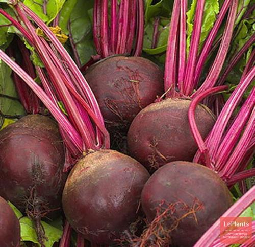 Сорта свеклы которые садят на Урале. Популярные сорта свеклы столовой для средней полосы