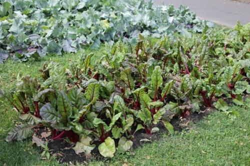 Какие рекомендации по соседству свеклы с другими культурами на Урале. Совместные посадки: соседи для свеклы на грядке