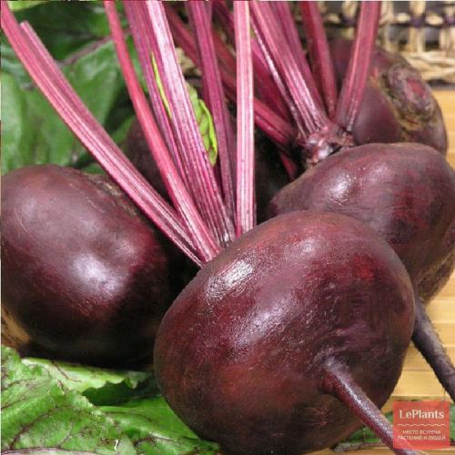 Сорта свеклы которые садят на Урале. Популярные сорта свеклы столовой для средней полосы