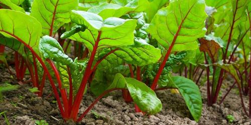 Какие рекомендации по соседству свеклы с другими культурами на Урале. Совместные посадки: соседи для свеклы на грядке