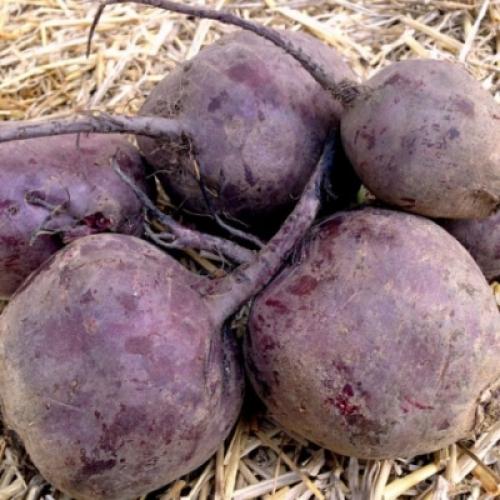 Сорта свеклы, которые идеально растут на Урале 20