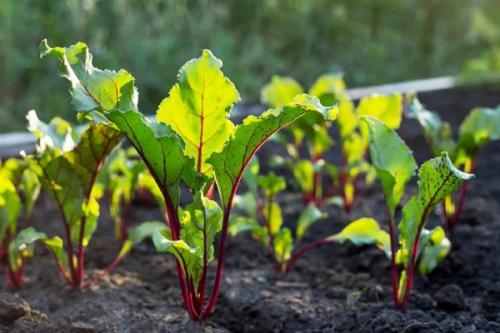 Как климат влияет на выбор сортов свеклы для разных регионов. Лучшие сорта свеклы для открытого грунта