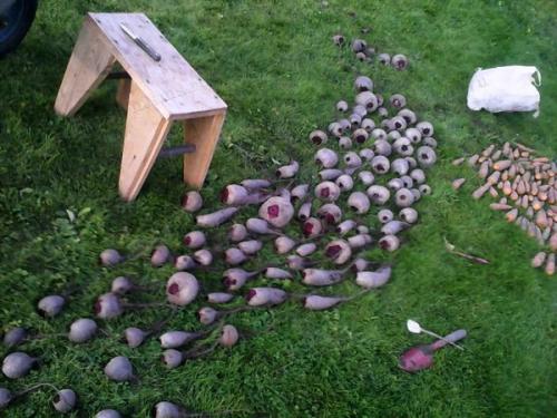 Выбор лучших сортов свеклы для разных регионов России: рекомендации фермерам 09 Выбор лучших сортов свеклы для разных регионов России: рекомендации фермерам 09