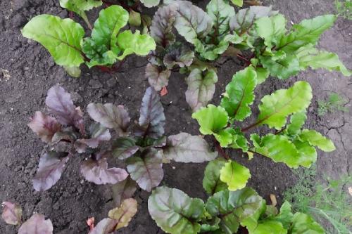 Почему именно эти сорта свеклы рекомендуют для выращивания на Урале. Лучшие сорта свеклы для открытого грунта