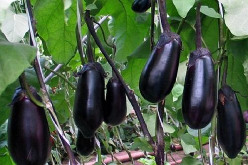 Какие рекомендации по соседству свеклы с другими культурами на Урале. Совместные посадки: соседи для свеклы на грядке