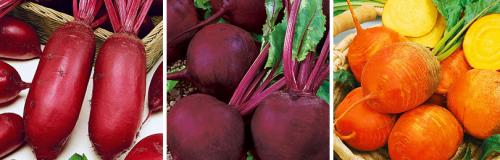 Какие сорта свеклы лучше всего растут на кислых почвах. НЕКОТОРЫЕ ОСОБЕННОСТИ ПОСЕВА И ВЫРАЩИВАНИЯ СВЕКЛЫ