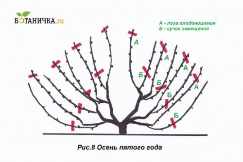 Как влияет климат на схему осенней обрезки винограда. 5-й год