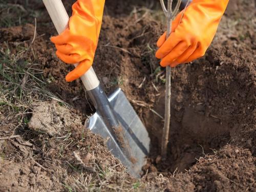 Посадка груши летом. Сроки посадки груши