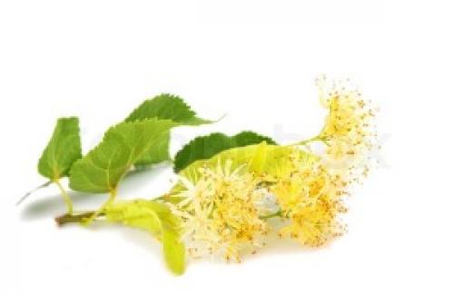 Как снизить холестерин народными средствами. 15 лучших растений для понижения холестерина