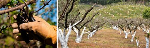 Как ухаживать за молодым кустом после обрезки. КАК ОБРЕЗАТЬ ПЛОДОВЫЕ ДЕРЕВЬЯ ПОСЛЕ ПОСАДКИ