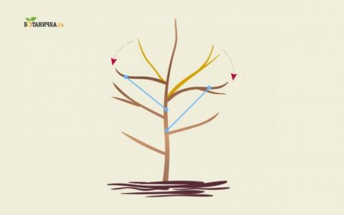 Как определить, какие ветки нужно удалять при обрезке молодого куста. Особенности обрезки каркасных веток яблони