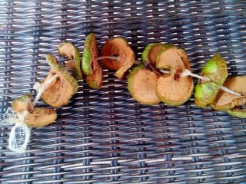 Как правильно готовить яблоки перед сушкой. Как сушить яблоки на зиму на свежем воздухе