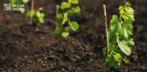 Пошаговая схема обрезки винограда по годам: инструкция для начинающих 01