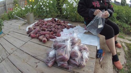 Как сохранить свеклу на зиму без погреба. Способы хранения свеклы всю зиму в условиях квартиры